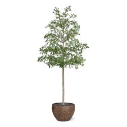Albero artificiale Bucida Shady Lady verde 400 cm