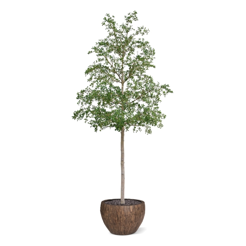 Albero artificiale Bucida Shady Lady verde 400 cm