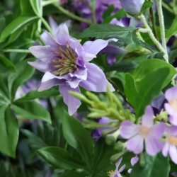 Bouquet artificiale legato a mano Violet Vienna 85cm