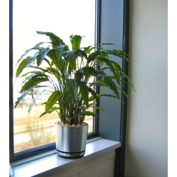 Pianta artificiale di Calathea 85 cm - verde