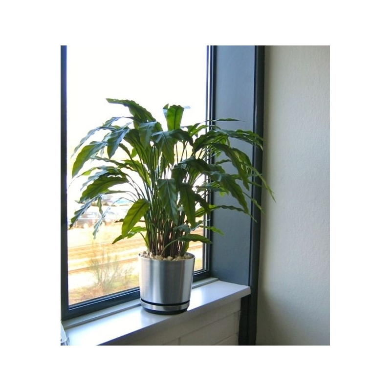 Pianta artificiale di Calathea 85 cm - verde