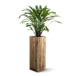 Pianta artificiale di Calathea 85 cm - verde