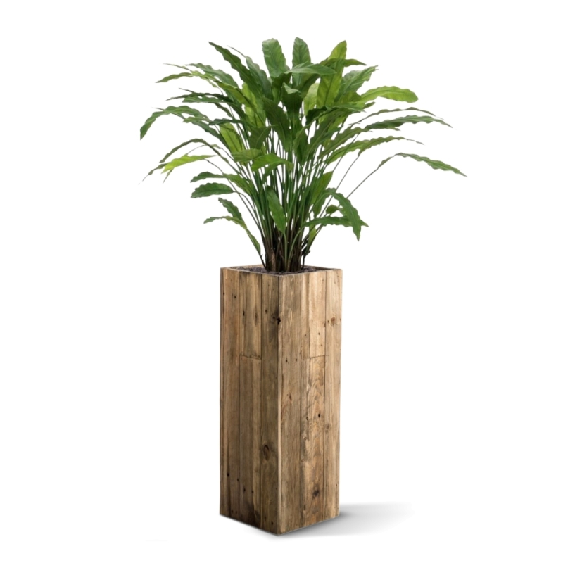 Pianta artificiale di Calathea 85 cm - verde