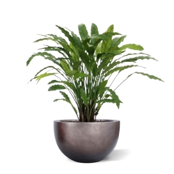 Pianta artificiale di Calathea 85 cm - verde