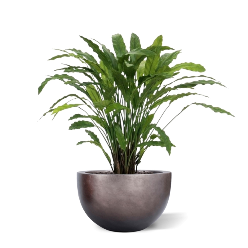 Pianta artificiale di Calathea 85 cm - verde