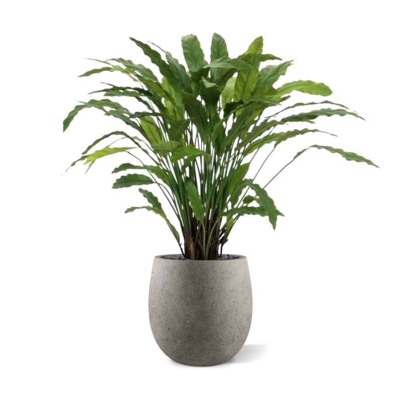 Pianta artificiale di Calathea 85 cm - verde