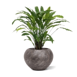 Pianta artificiale di Calathea 85 cm - verde