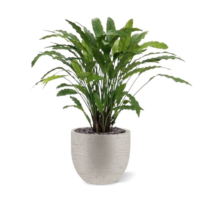 Pianta artificiale di Calathea 85 cm - verde
