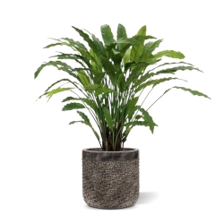 Pianta artificiale di Calathea 85 cm - verde