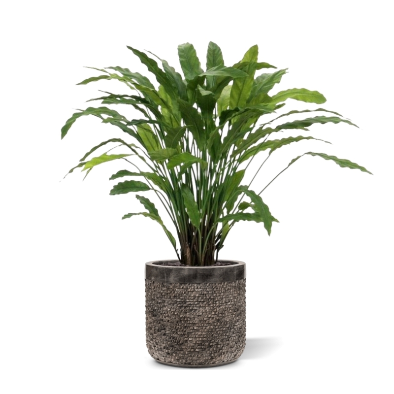 Pianta artificiale di Calathea 85 cm - verde