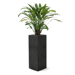 Pianta artificiale di Calathea 85 cm - verde