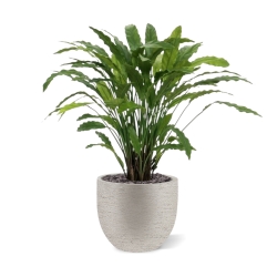 Pianta artificiale di Calathea 85 cm - verde