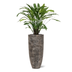 Pianta artificiale di Calathea 85 cm - verde