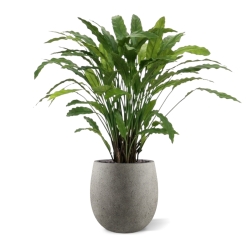 Pianta artificiale di Calathea 85 cm - verde