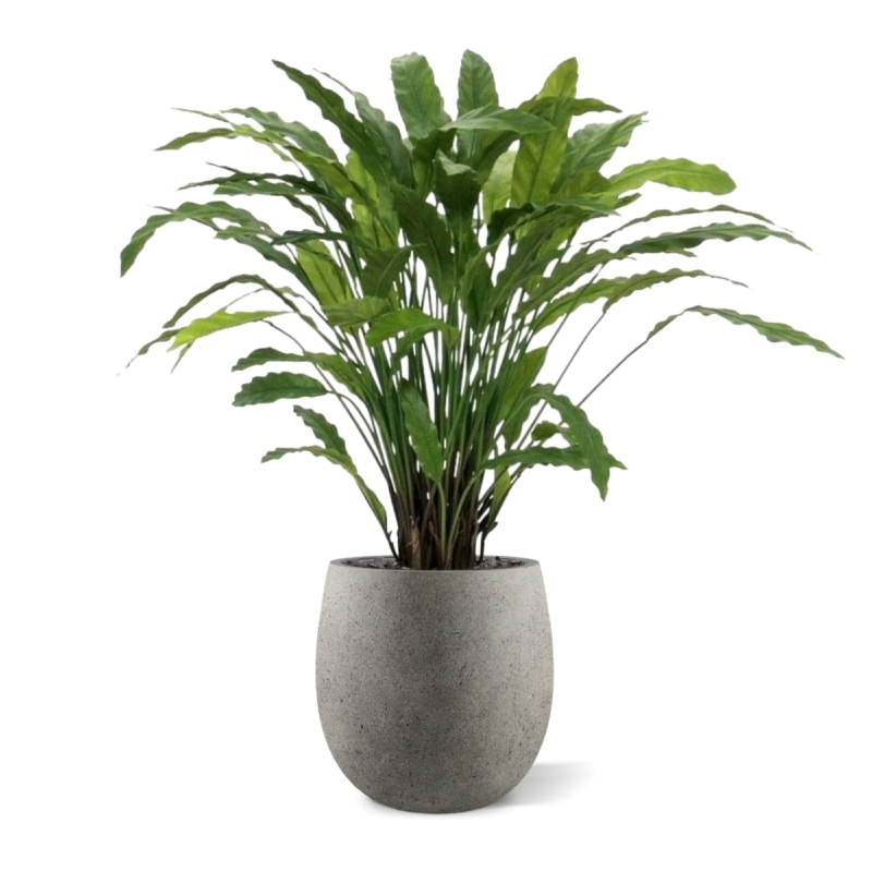 Pianta artificiale di Calathea 85 cm - verde