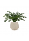 Palma Cycas 60 cm Deluxe