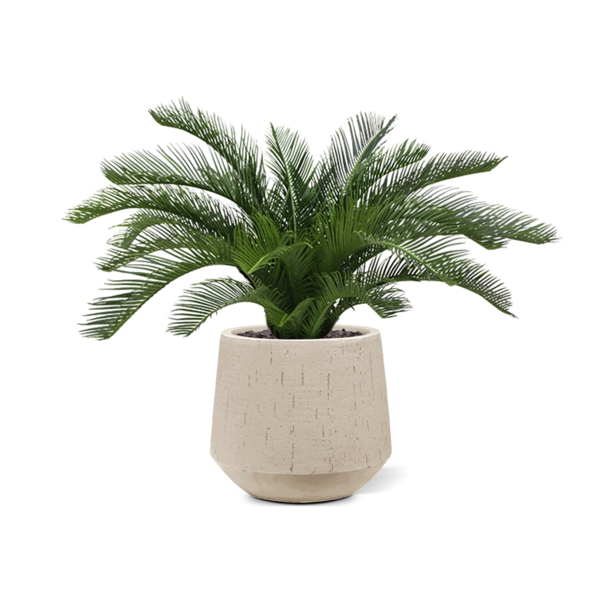 Palma Cycas 60 cm Deluxe