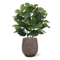 Pianta artificiale Lyrata deluxe 95 cm
