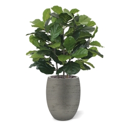 Pianta artificiale Lyrata deluxe 95 cm