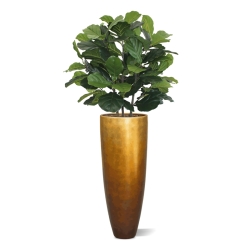 Pianta artificiale Lyrata deluxe 95 cm