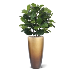 Pianta artificiale Lyrata deluxe 95 cm
