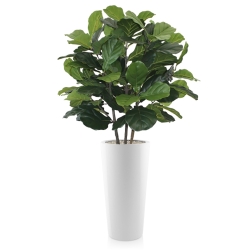 Pianta artificiale Lyrata deluxe 95 cm