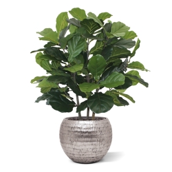 Pianta artificiale Lyrata deluxe 95 cm