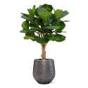 Pianta artificiale Lyrata deluxe su stelo 125 cm