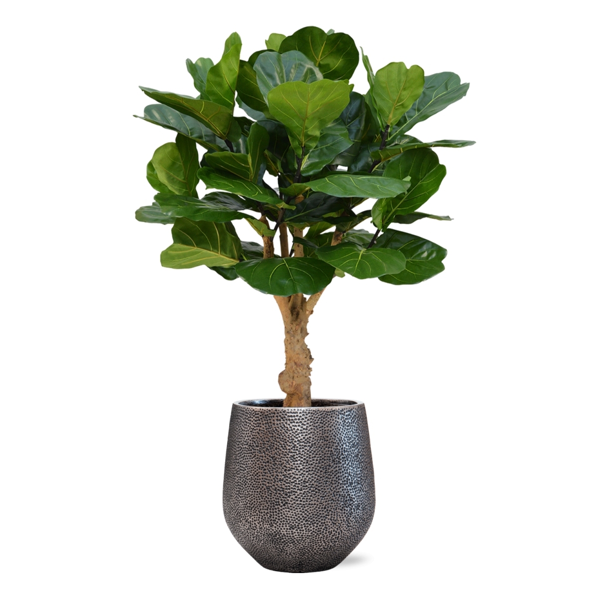 Pianta artificiale Lyrata deluxe su stelo 125 cm