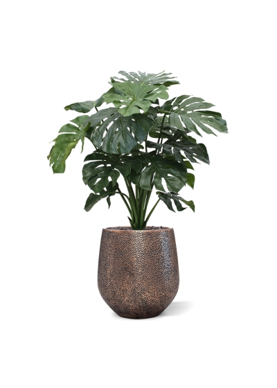 Monstera gigante 100 cm