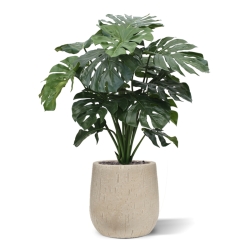 Monstera gigante 100 cm