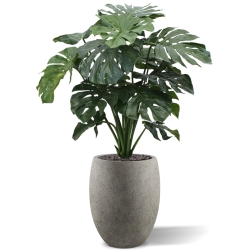 Monstera gigante 100 cm