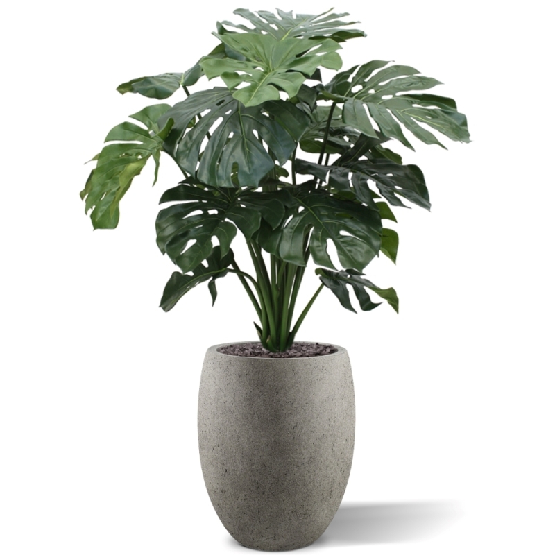 Monstera gigante 100 cm