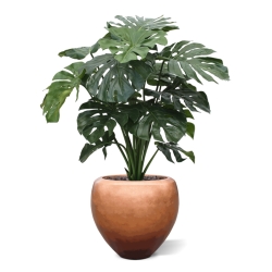 Monstera gigante 100 cm