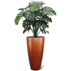 Monstera gigante 100 cm