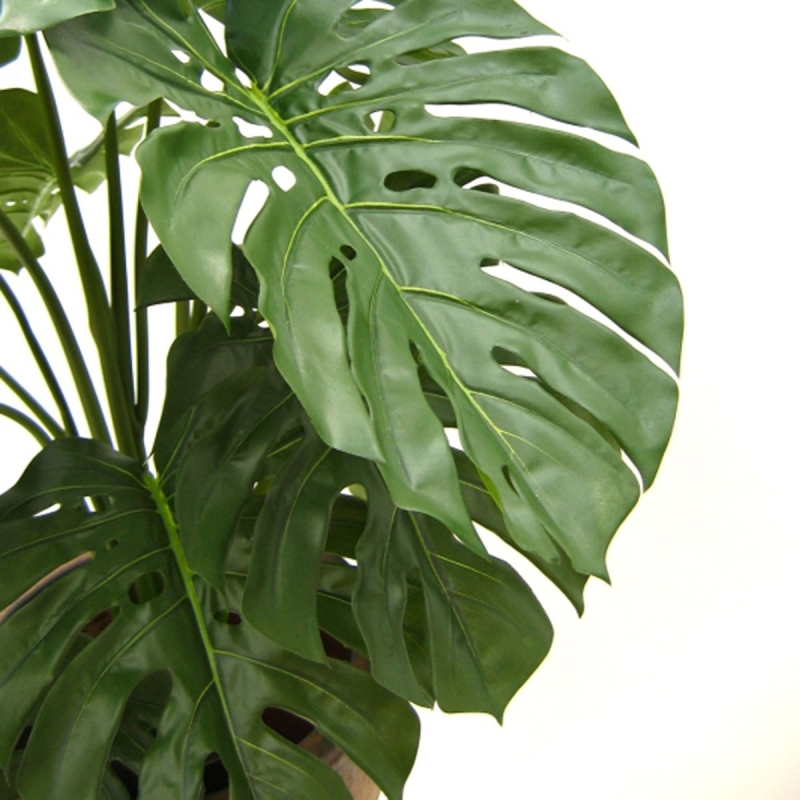 Monstera gigante 100 cm