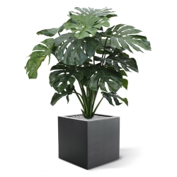 Monstera gigante 100 cm