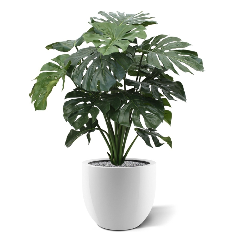 Monstera gigante 100 cm