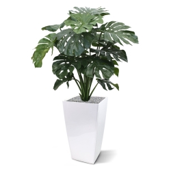 Monstera gigante 100 cm