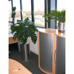 Monstera gigante 100 cm
