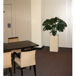 Monstera gigante 100 cm