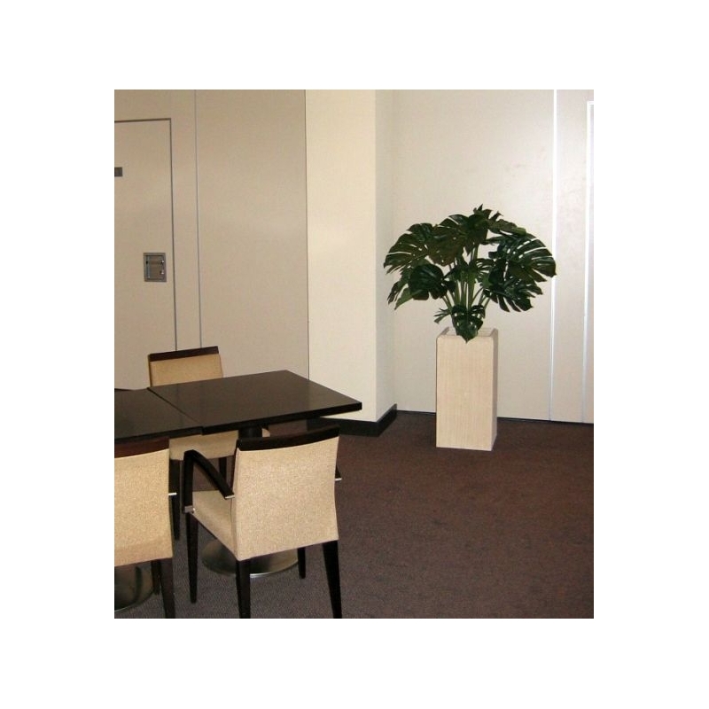 Monstera gigante 100 cm