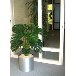 Monstera gigante 100 cm