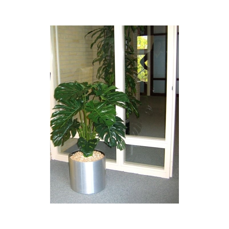 Monstera gigante 100 cm