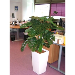 Monstera gigante 100 cm