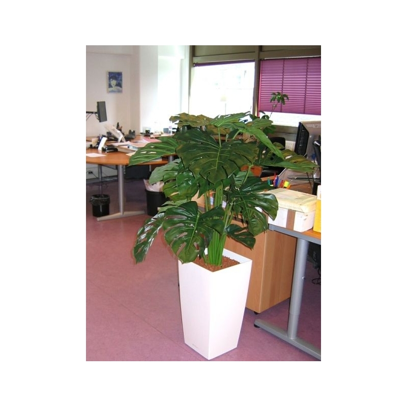 Monstera gigante 100 cm
