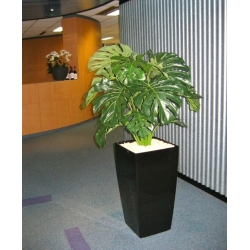Monstera gigante 100 cm