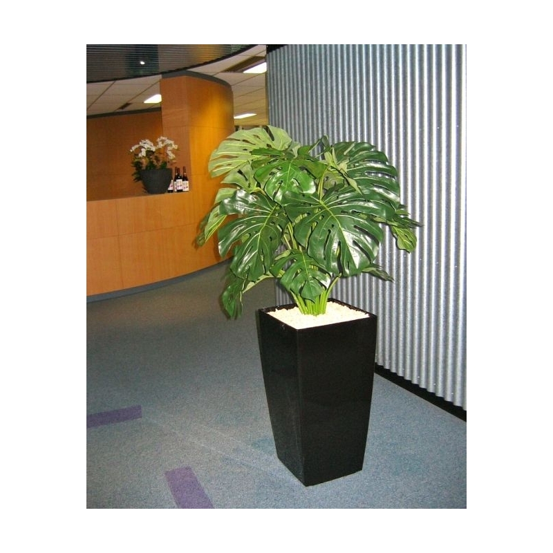 Monstera gigante 100 cm