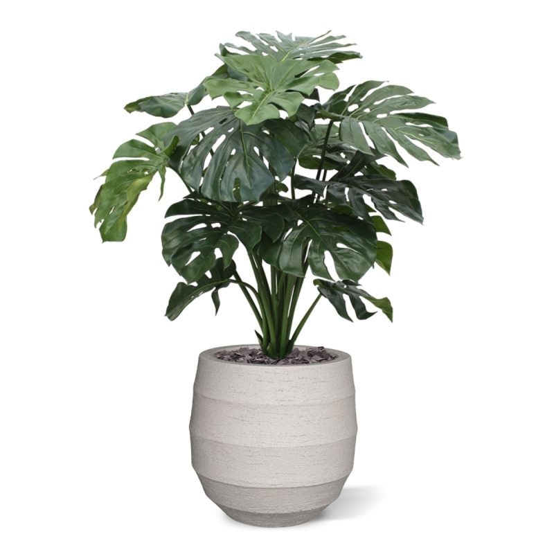 Monstera gigante 100 cm