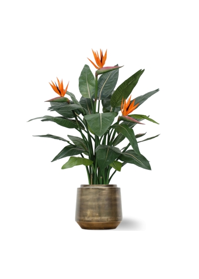 Strelitzia Deluxe 115 cm